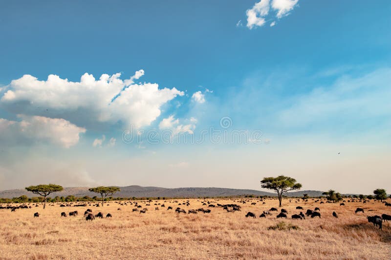 Serengetien - landskap med blå himmel och vita moln, torkat gräs, akaciaträd och hundrets av gnu arkivfoton Serengetien - landskap med blå himmel och vita moln, torkat gräs, akaciaträd och hundrets av gnu arkivfoton