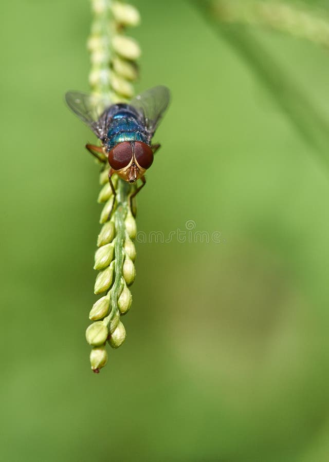 Sericata vert commun de FlyLucilia de bouteille images libres de droits Sericata vert commun de FlyLucilia de bouteille images libres de droits
