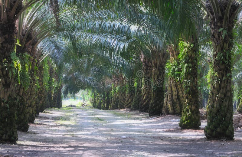 At an oil palm estate. At an oil palm estate