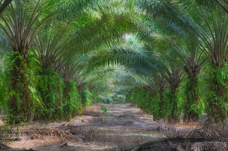 At an oil palm estate. At an oil palm estate