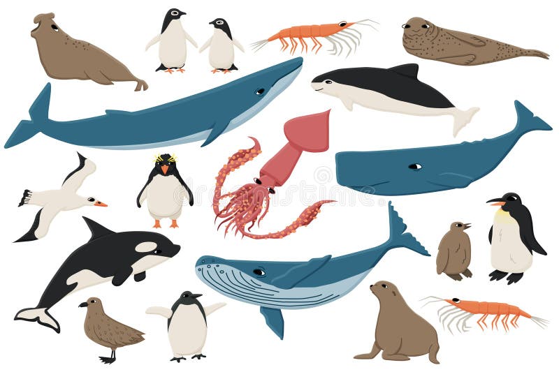 Set of colorful isolated flat animals in Antarctica. Vector Hand drawn collection of whales, penguins, skua, krill, seals, porpoise. Set of colorful isolated flat animals in Antarctica. Vector Hand drawn collection of whales, penguins, skua, krill, seals, porpoise