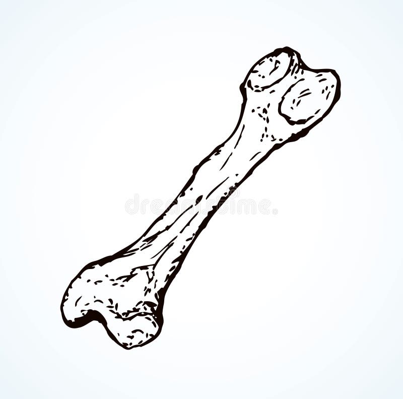 Serie di illustrazioni di vettore dei ritrovamenti archeologici Ossa e ami animali dall'osso illustrazione di stock Serie di illustrazioni di vettore dei ritrovamenti archeologici Ossa e ami animali dall'osso illustrazione di stock