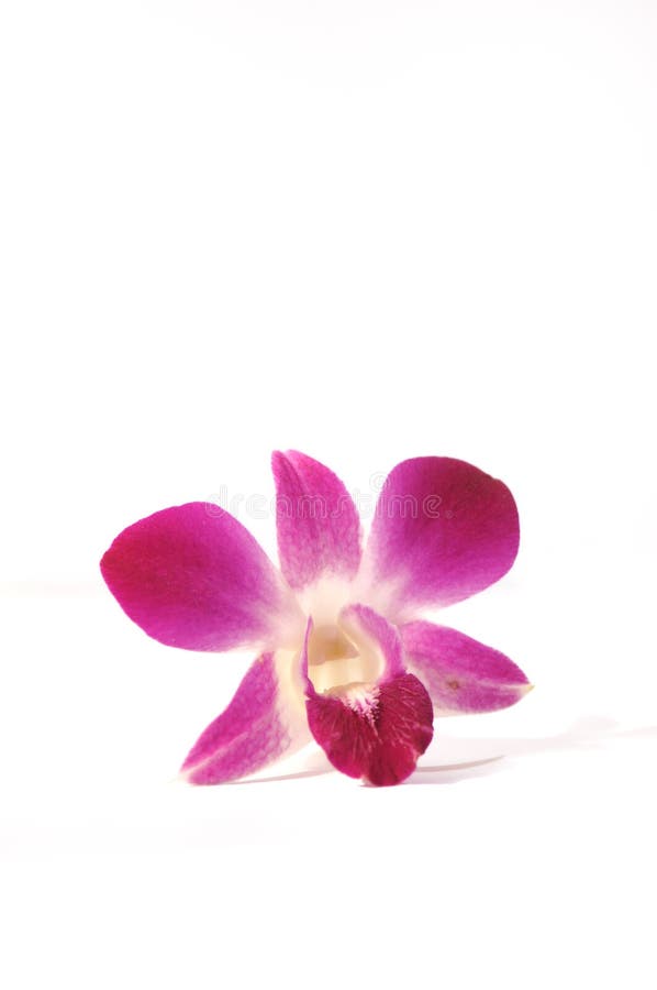 Serie púrpura 1 de la orquídea