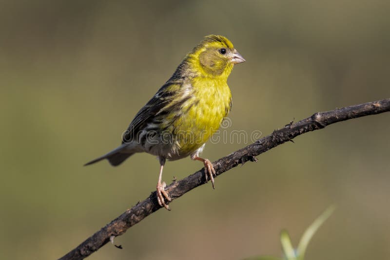 Serin Serinus serinus male perched on a branch, LeÃ³n, Spain, Europe