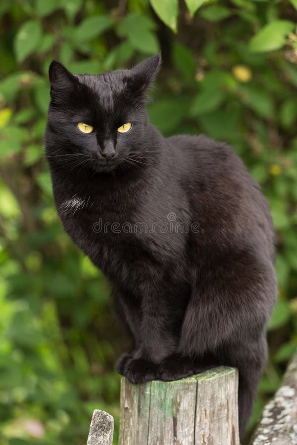 Serious bombay black cat portrait with yellow eyes and attentive look sits on fence