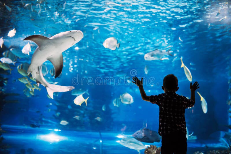 Serious boy looking in aquarium with tropical fish