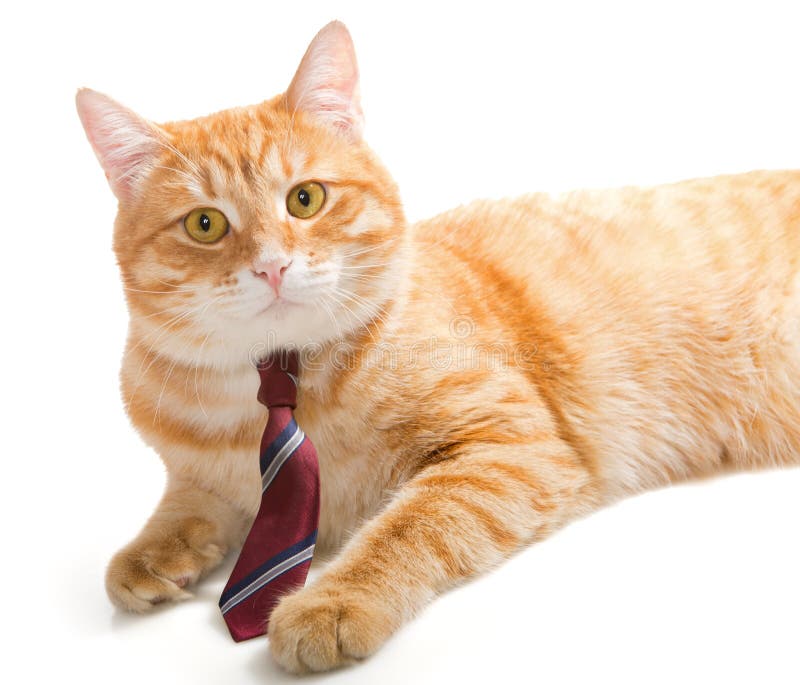 Serious cat with a tie stock image. Image of curiosity - 44633989