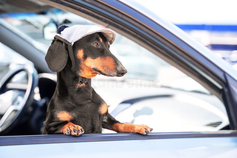 Serious obedient dachshund in grey cap with pompom looks out car window. dog traveler watches the road and breathes fresh air.