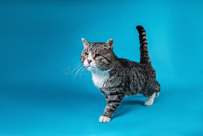 Serious Old Cat Walking in in Studio on Blue Background Stock Photo