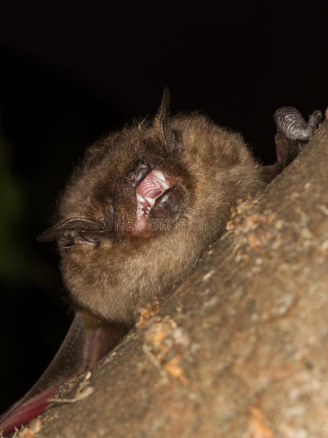 Serotine bat shows teeth