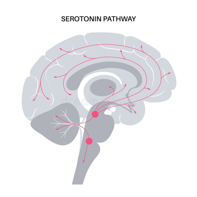 Serotonin pathway in brain stock vector. Illustration of structure ... Biology Diagrams