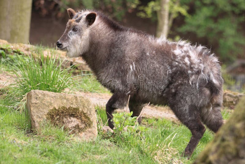 Serow japonés fotos de archivo