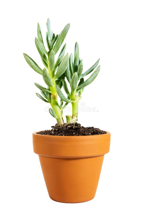 Serpens suculentos em pasta diminutos do Senecio ou chalksticks azuis isolados no fundo branco fotografia de stock Serpens suculentos em pasta diminutos do Senecio ou chalksticks azuis isolados no fundo branco fotografia de stock
