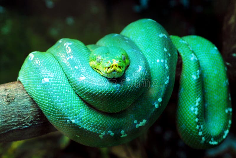 Serpent photo stock