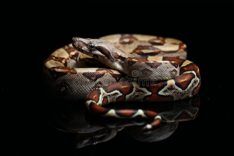 Serpent Boa Commun De Boa Isolée Sur Le Noir Photo stock - Image