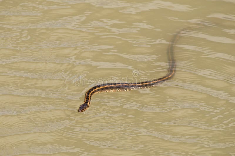 Serpent d'eau image libre de droits Serpent d'eau image libre de droits