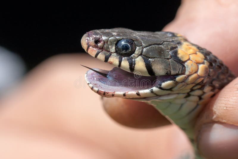 Serpent d'herbe dans les mains humaines Natrix de Natrix photo stock Serpent d'herbe dans les mains humaines Natrix de Natrix photo stock
