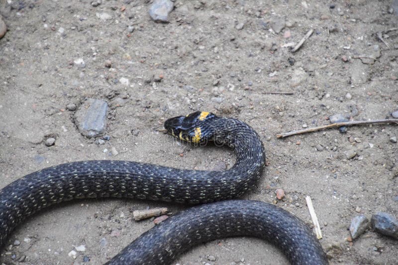Serpent d'herbe, rampant le long de la terre Serpent atoxique fri photo stock Serpent d'herbe, rampant le long de la terre Serpent atoxique fri photo stock