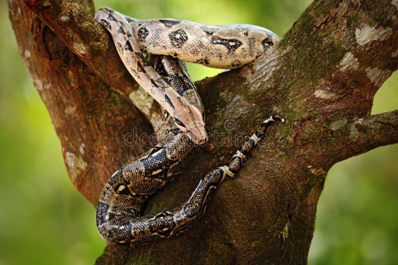 Serpent de constricteur de boa sur l'arbre dans la nature sauvage, Belize photographie stock libre de droits Serpent de constricteur de boa sur l'arbre dans la nature sauvage, Belize photographie stock libre de droits