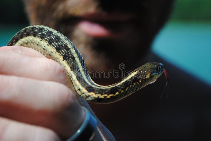 Serpent de fixation d'homme photographie stock libre de droits Serpent de fixation d'homme photographie stock libre de droits