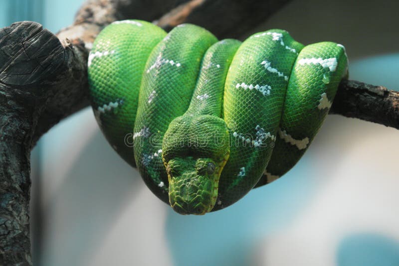 Verdissez Le Serpent D arbre Image stock Image du animal Verdissez Le Serpent D arbre Image stock Image du animal