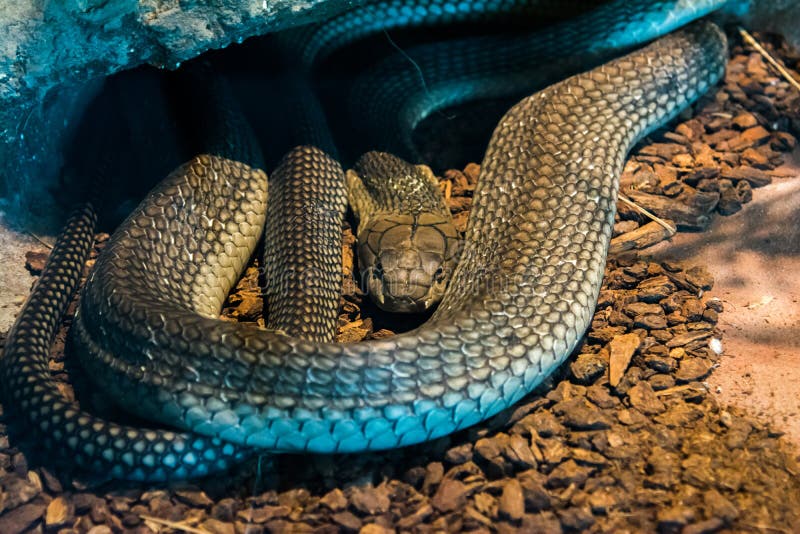 Serpent à cobra roi dans la jungle images libres de droits Serpent à cobra roi dans la jungle images libres de droits
