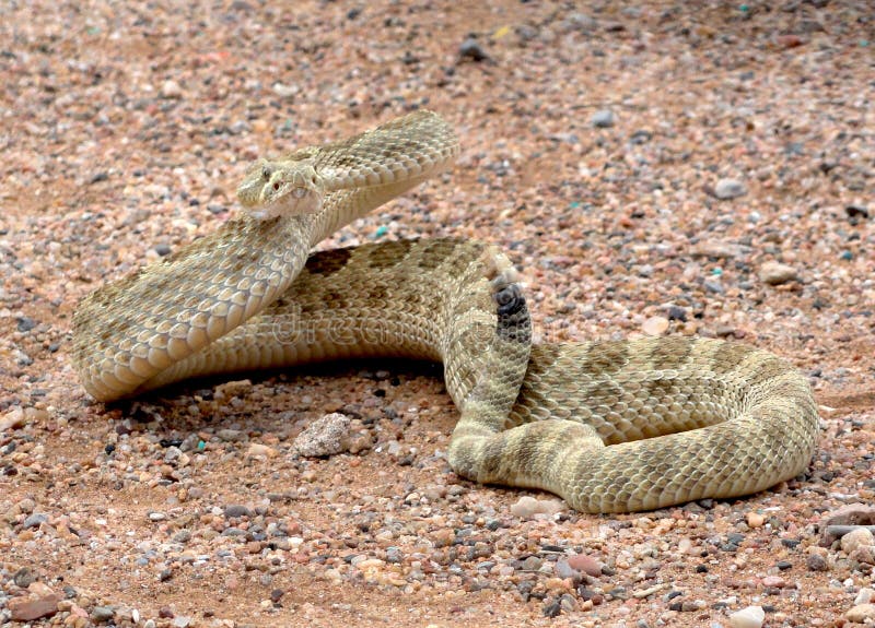 Serpent à sonnettes de prairie fâché photos libres de droits Serpent à sonnettes de prairie fâché photos libres de droits