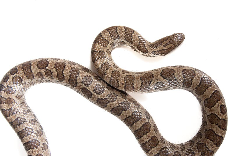 Cobra fotos de stock royalty free