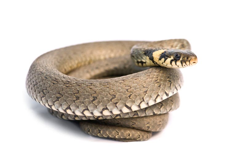 Cobra fotografia de stock royalty free