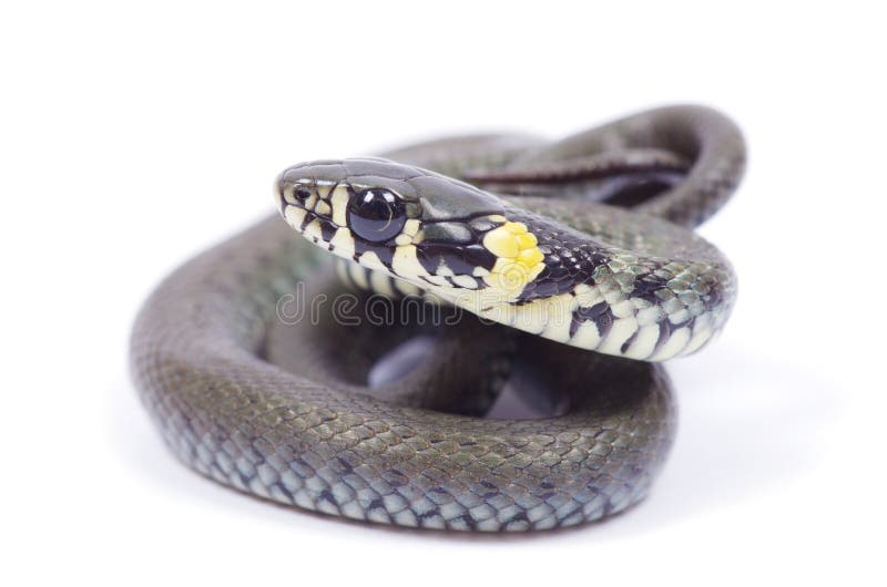 Snake isolated on white background. Snake isolated on white background