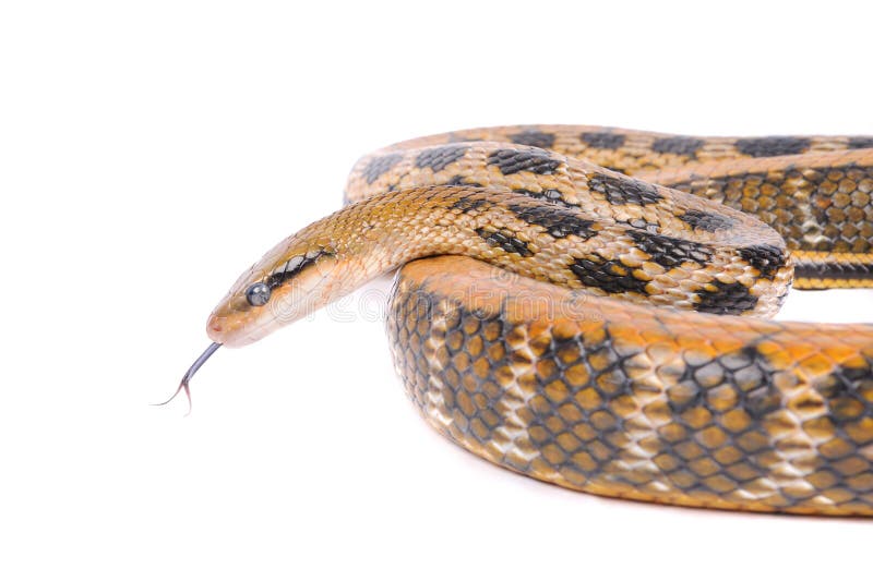 Cobra fotos de stock