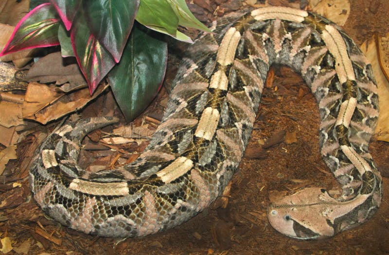 Jogo Do Executor Com Cobra Durante Uma Mostra Em Um Jardim Zoológico Foto  de Stock Editorial - Imagem de animal, pessoa: 96099998