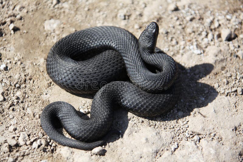 serpente fotografia stock serpente fotografia stock