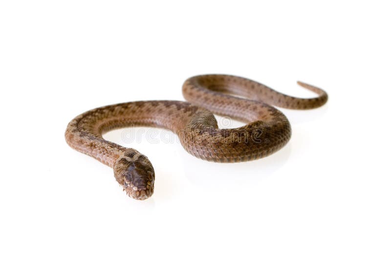 Cobra imagens de stock