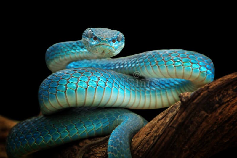 Cobra víbora azul no galho, cobra víbora pronta para atacar, insularis azul