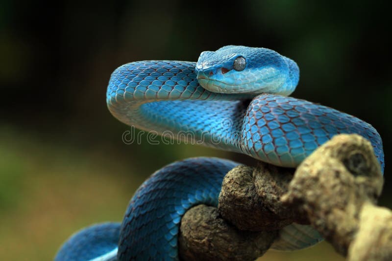 Cobra víbora azul DECORATIVA