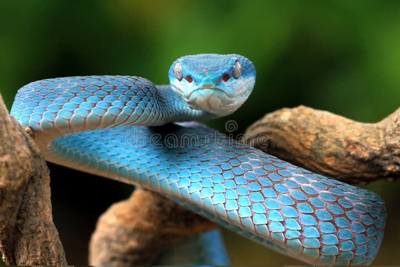 Serpente Azul-insularis Víbora Venenosa Imagem de Stock - Imagem