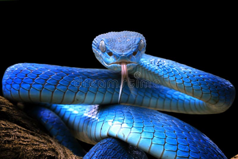 Serpente Azul De Cobra De Víbora Cabeça De Serpente De Víbora Foto