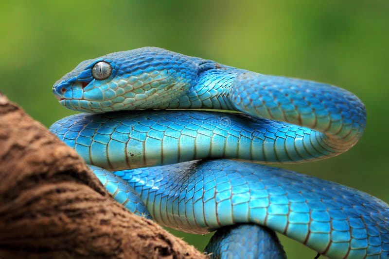 Serpente Azul De Cobra De Víbora Cabeça De Serpente De Víbora Foto