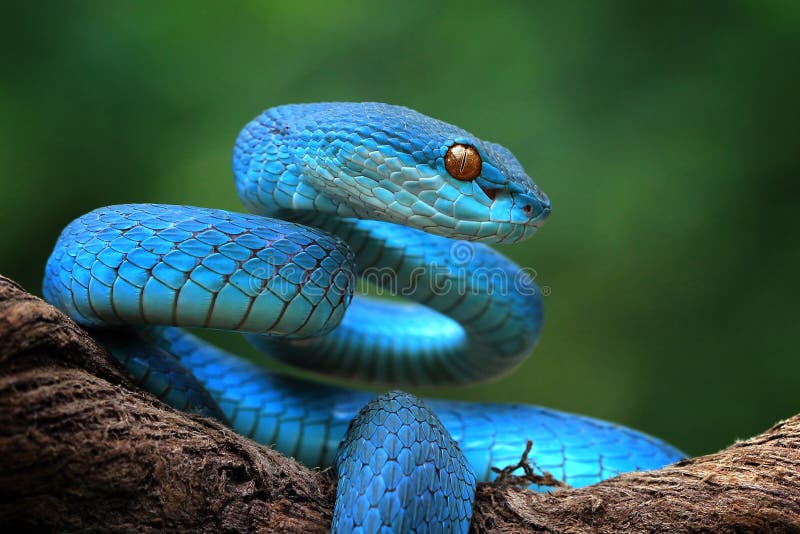 Cobra víbora azul pronta para atacar no galho com pano de fundo