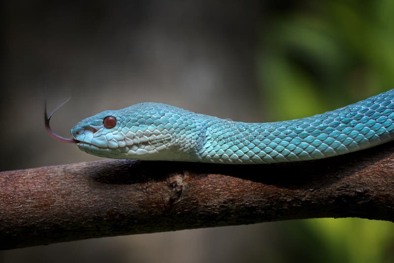 Cobra-víbora Azul-tóxica Insularis Imagem de Stock - Imagem de verde,  preto: 177081349