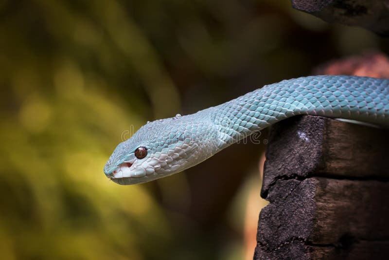 Cobras víbora procuram presas no galho cobra azul insularis