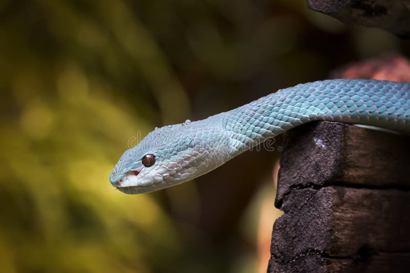 Serpente Azul-insularis Víbora Venenosa Imagem de Stock - Imagem