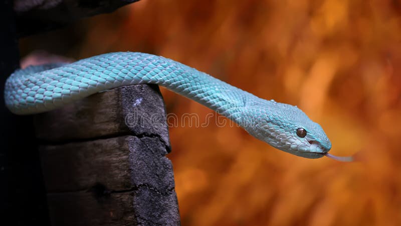 Cobra-víbora Azul-tóxica Insularis Foto de Stock - Imagem de