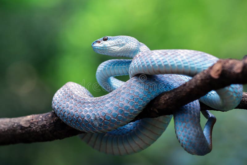 Cobra víbora azul pronta para atacar no galho com pano de fundo