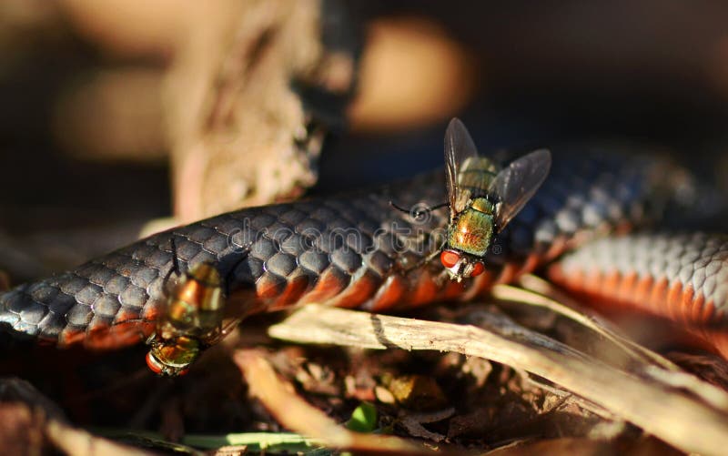 Serpente & blowflies pretos Vermelho-Inchados australiano imagens de stock Serpente & blowflies pretos Vermelho-Inchados australiano imagens de stock