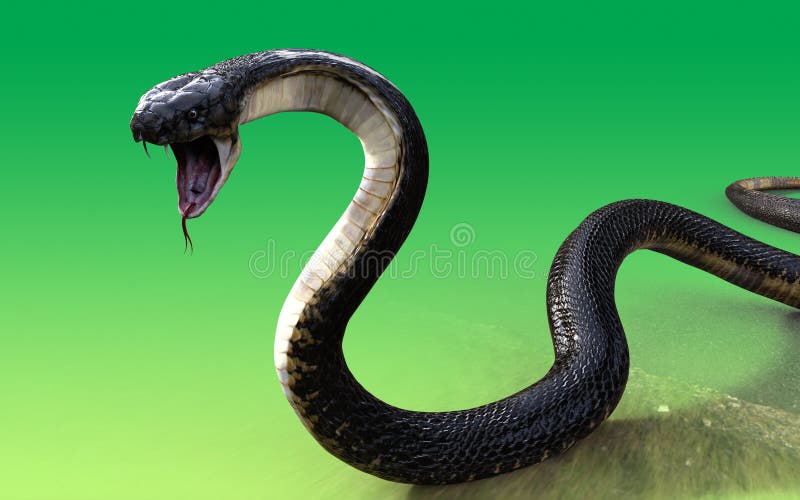 Cobra Da Serpente 3D Isolada Em Um Branco Ilustração Stock - Ilustração de  perigo, levantado: 9571680