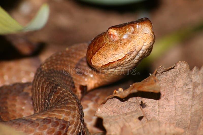 A Copperhead (Agkistrodon contortrix) snake rears up for a strike in Alabama. A Copperhead (Agkistrodon contortrix) snake rears up for a strike in Alabama.