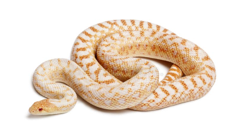 Serpente de Gopher pacífica dos albinos ou serpente de Gopher da costa, pituophis Ca fotografia de stock royalty free