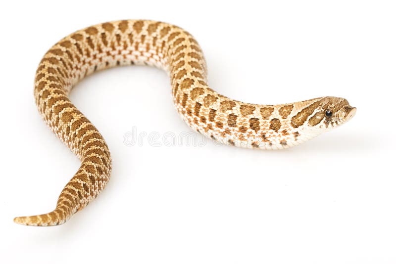 Serpente de Hognose ocidental imagens de stock Serpente de Hognose ocidental imagens de stock